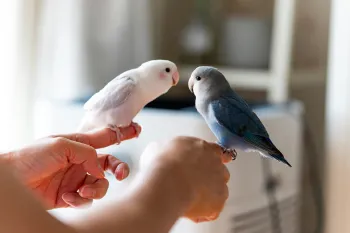 Two bird friends