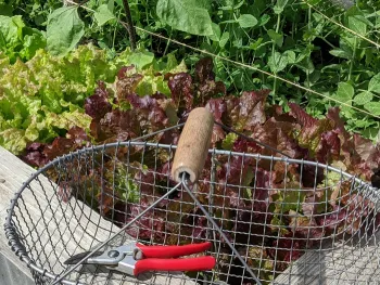 home food garden tasks for Sonoma county