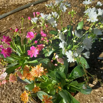 pink, yellow, and white flowers atop a green bunch of leaves