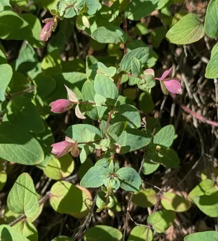 rosey colored bracts on the oregano plant