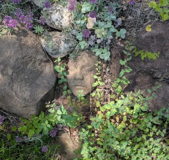 purply oregano flowers trailing over rocks and a stone face