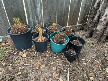 sago palm pups potted up
