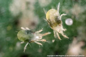 spider mites