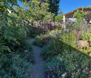 tips to remove lawn and reduce water use