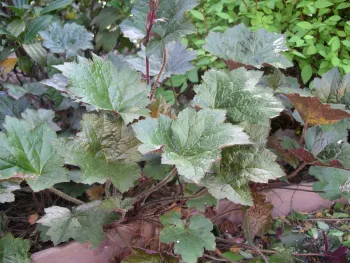 Heuchera 'purple palace' a cultivar of crevice alum root. Cindy Weiner
