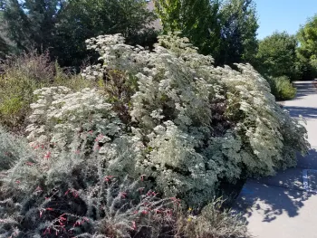 Eriogonum gianteum (St. Catherine's Lace) blooming in July. J. Alosi