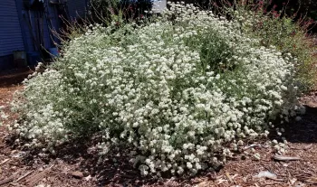 California buckwheat (eriogonum fasciculatum). J. Alosi
