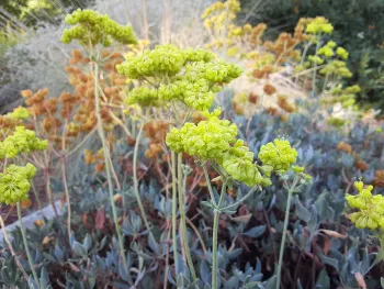 Sulfur-flowered buckwheat (E. umbellatum) at the Demonstration Garden. Laura Lukes