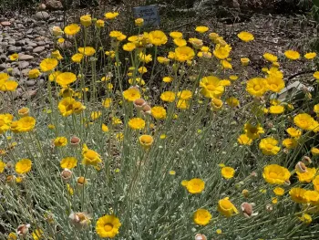 Desert marigold thriving in the Wildlife Habitat Garden at the Master Gardeners Demonstration Garden at Patrick Ranch