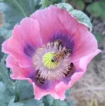 Photo of a bee inside a flower.