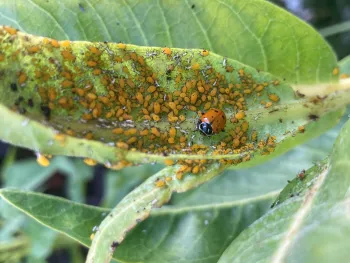 Convergent Lady Beetle