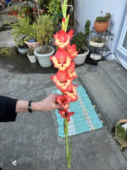 hand holding a cut gladiola stem with flowers on it