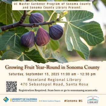 Growing fruit year-round in Sonoma County