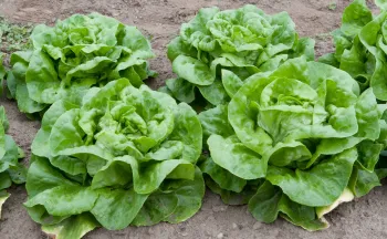 Lettuce wikimedia commons