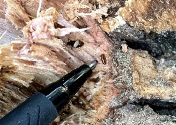 Mediterranean Oak Borer