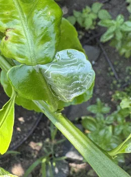 Photo of leafminer tunnels in a leaf.