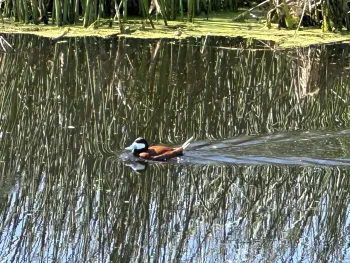 Red duck paddles through water