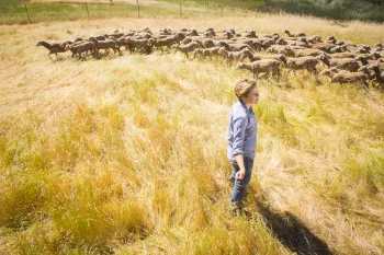 A shepherd stands with a flock of sheep