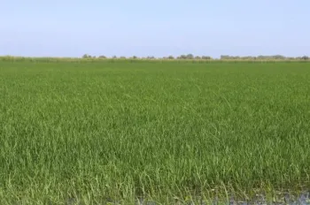 rice field with bakanae