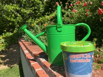 beneficial nematodes
