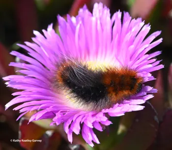 This is a wooly bear caterpillar from Bodega Bay. In its adult form, it is the Ranchman's tiger moth. (Photo by Kathy Keatley Garvey)