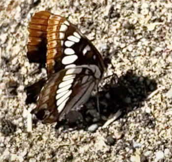 Sideview of Lorquin's admiral. (Photo by Marilyn Sexton)