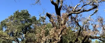 wilted branches and dropping leaves on an otherwise healthy-looking oak