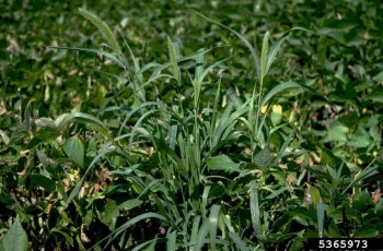 a green foxtail with other grass weeds