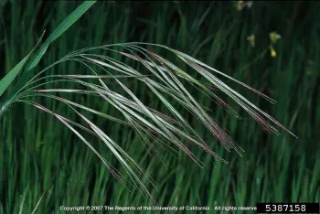 Ripgut brome seedhead