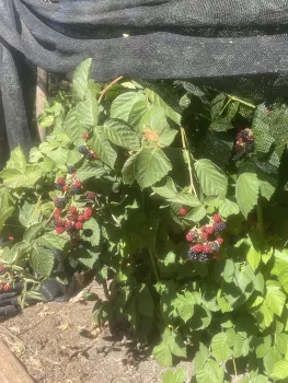Blackberries growing in the Edible Garden. Anne Ryder