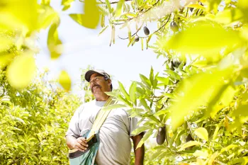 An agricultural worker smiling while harvesting stone fruit, with orchard trees in the background