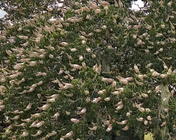 California buckeye flowers are toxic to honey bees