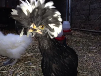 close up of a chicken with a bunch of feathers on its head