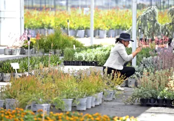 A woman bends down to tend potted plants in a greenhouse nursery, surrounded by succulents and other landscape plants