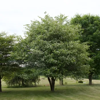 Photo of a Washington hawthorne tree.