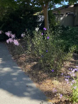 Photo of Mexican petunas and naked lady lillies in front yard.