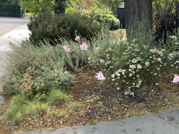 Photo of front yard plants under Chinese tallow tree.