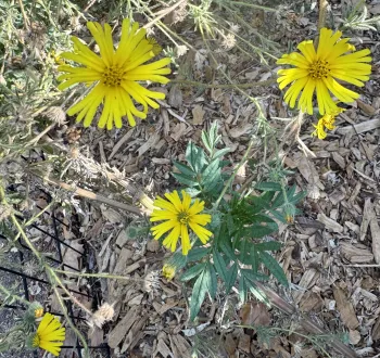 Photo of Madia elegans in bloom.