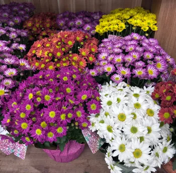 Photo of potted mums for sale in a grocery store.