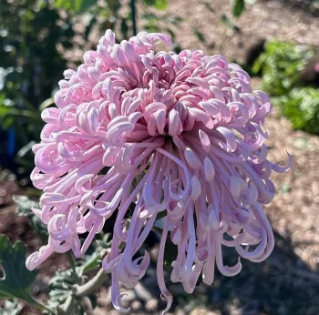 Photo of a Satin Ribbon Heirloom Chrysanthemum.