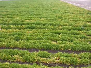 Field of green parsley