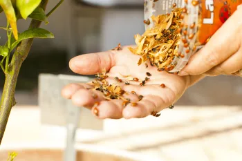 Lady beetles being released from a jar onto a hand