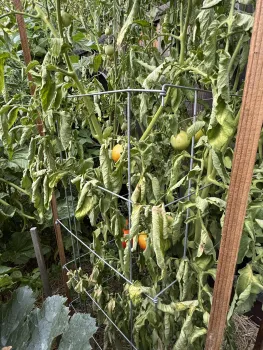 Resistant tomato plant with fungal infection.