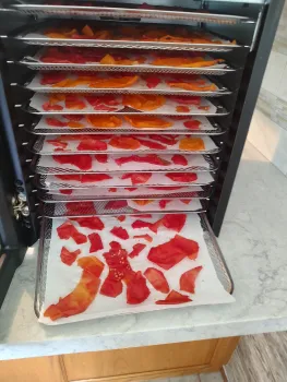 12 trays of red and orange tomato skins in a dehydrator.