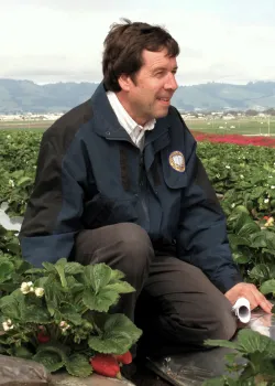 UC Davis Distinguished Professor Frank Zalom in strawberry field.