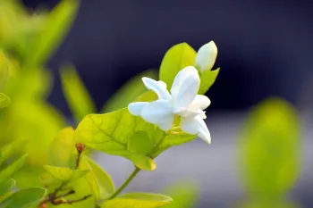 white jasmine flower atop a stem