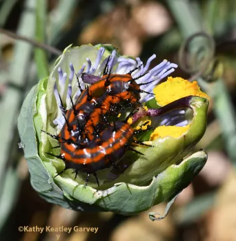 Gulf Fritillary caterpillars sharing a Passiflora blossom. (Photo by Kathy Keatley Garvey)