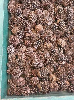 A pile of pinecones in a gree bin.