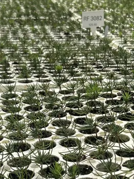 Rows of conifer saplings in planting containers