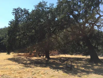 A crumbled tree lays on the ground beneath leafy green oak trees